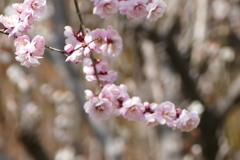 春の里山で