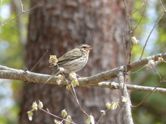春の里山の小鳥たち　