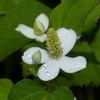 初夏の白い花