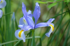 春の花(散歩の途中に)