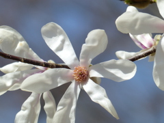 春6(春の花1)