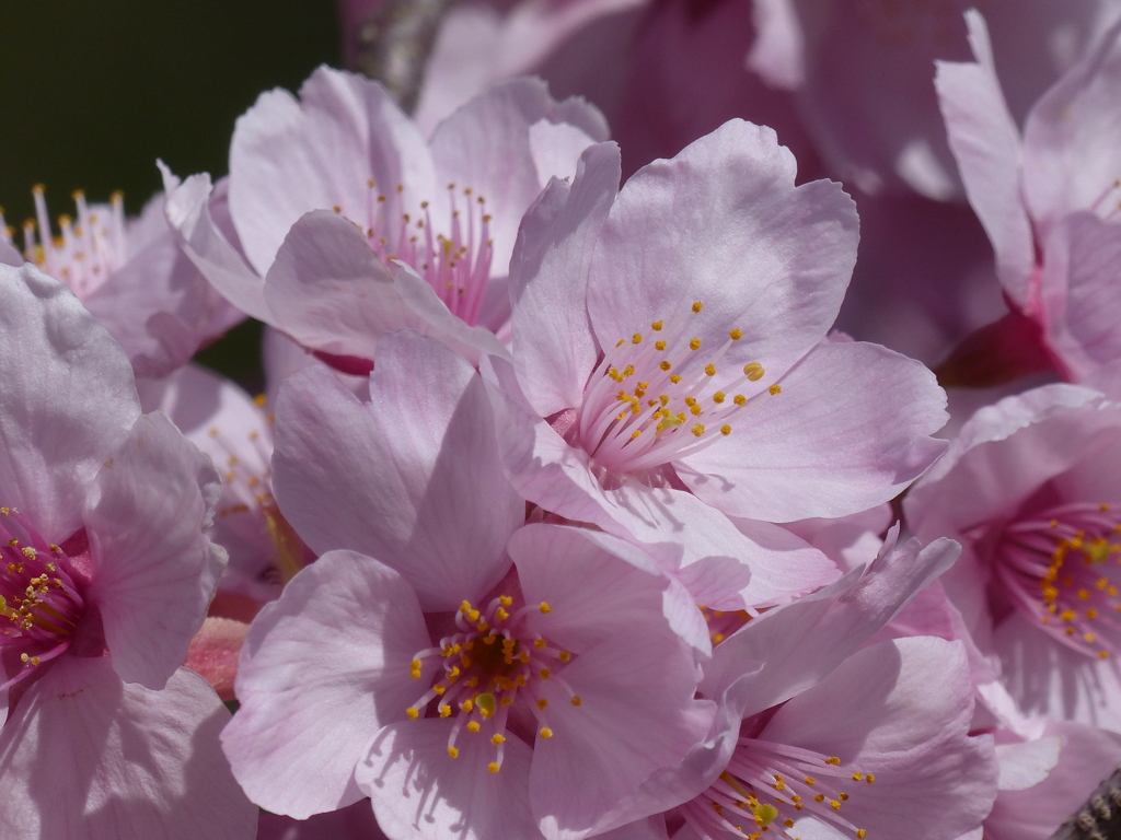 桜