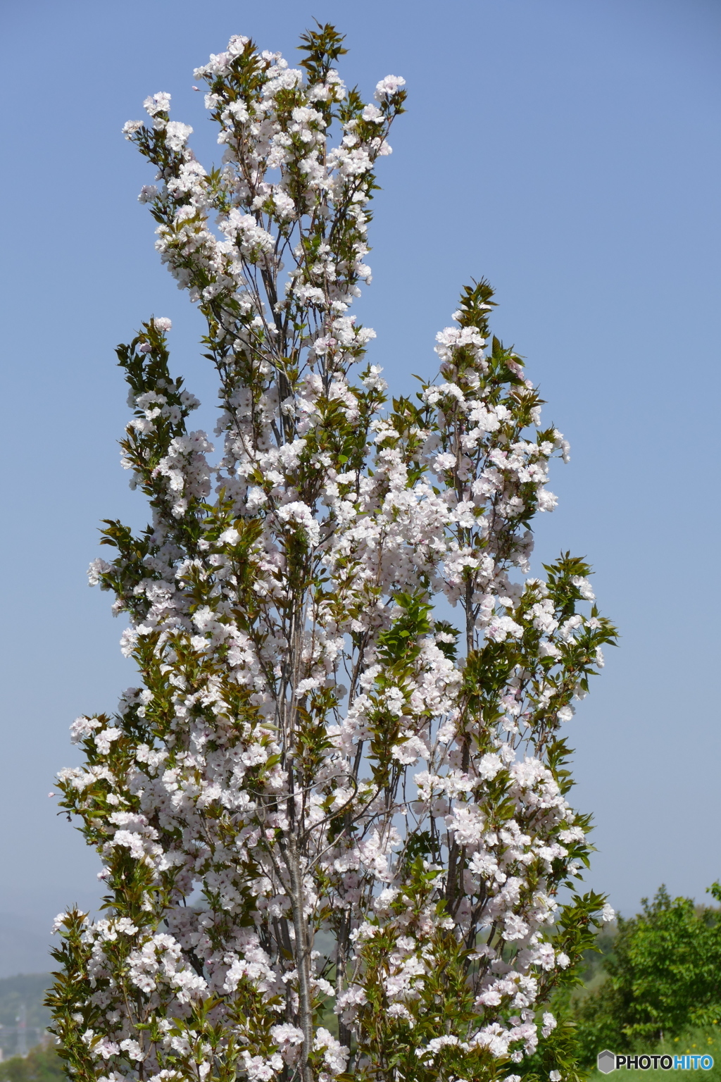 天の川(桜)