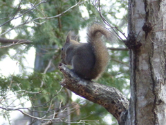 冬の里山で8(リス6)  