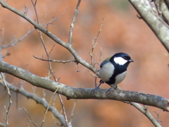 シジュウカラ