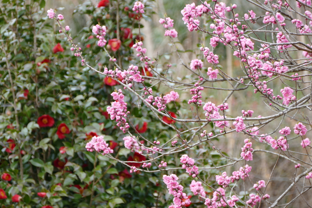 今日のべっぴんさん。
