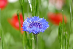 花畑で
