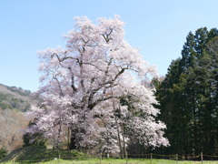 青空と桜