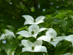 春の白い花