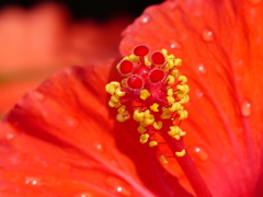 花芯