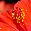 花芯