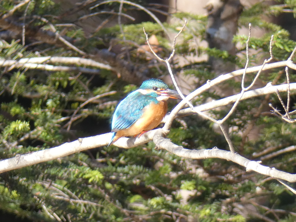 カワセミ