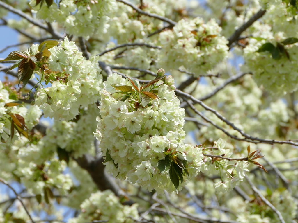 春の花8(桜8)