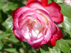 春の花14(バラ4)