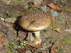 秋の里山で2(キノコ)