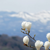 花見山