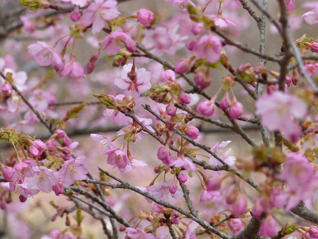 桜