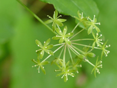 春の緑の線香花火 (サルトリイバラ)