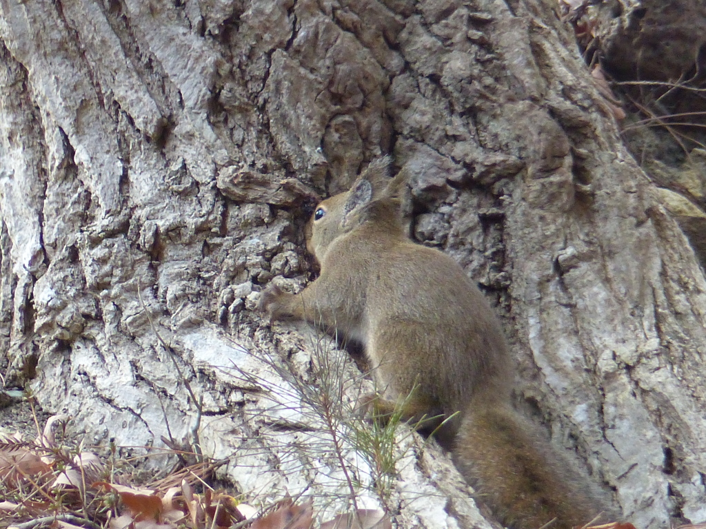 冬の里山で18(リス5)