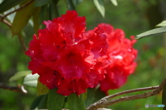 石楠花