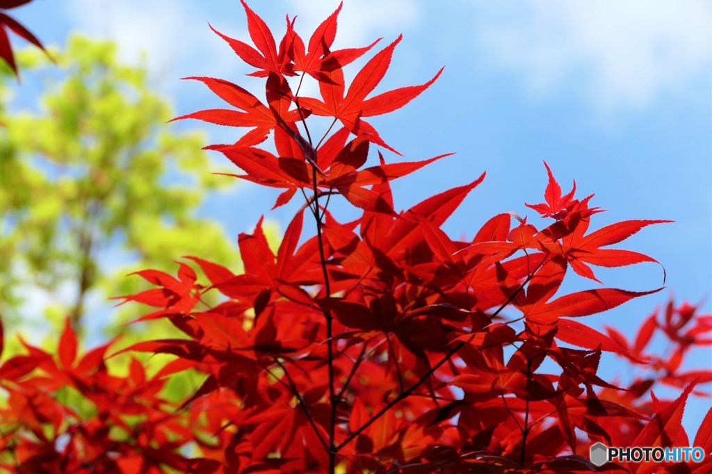 春紅葉