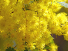 春の花(ミモザ)