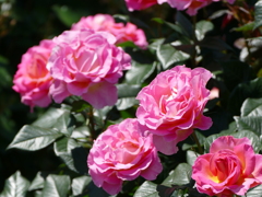 春の花13(バラ3)