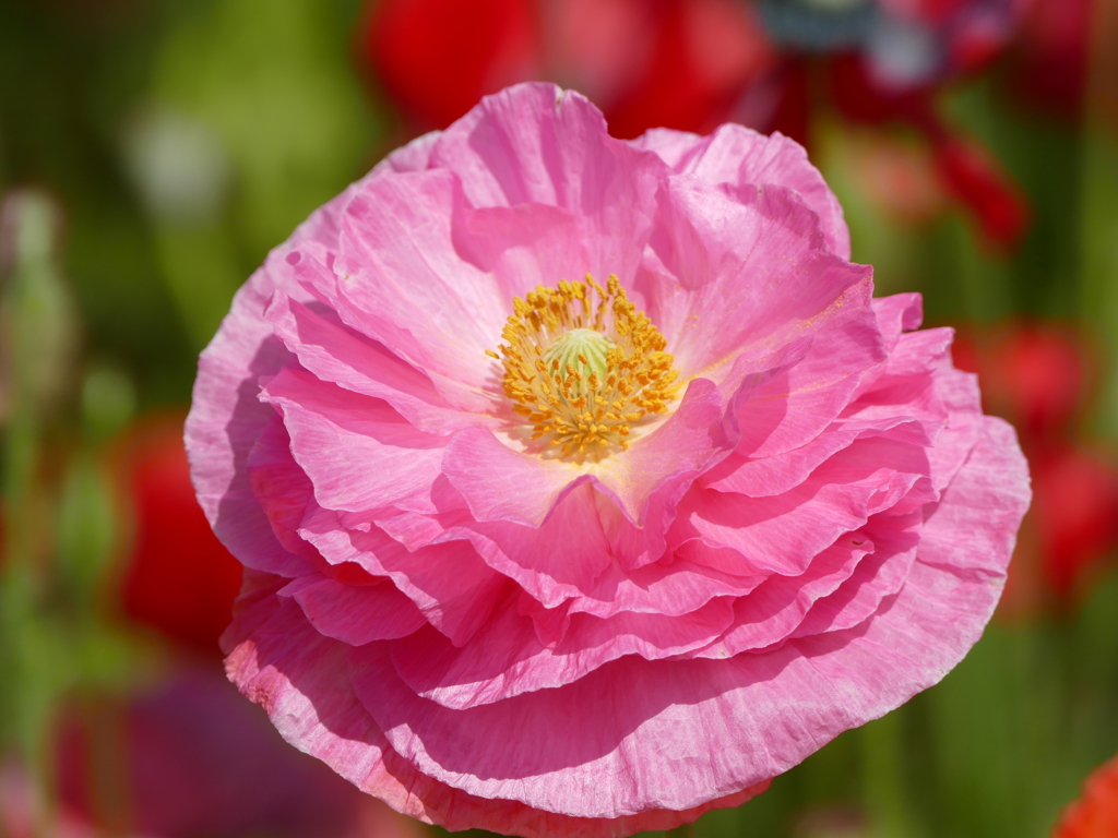 春の花17(ポピー)