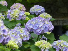 紫陽花