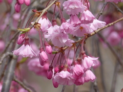 春の花　  