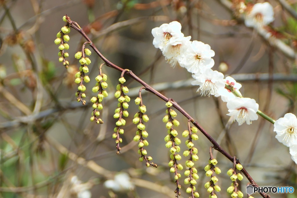 花かんざし（キブシの花）