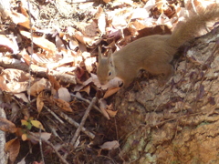冬の里山で2(リス1)