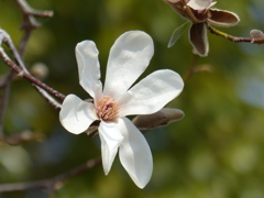 春の花