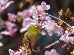 メジロ と桜