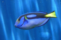 水族館で 