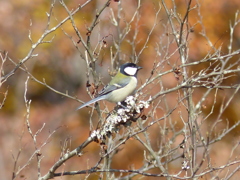 シジュウカラ