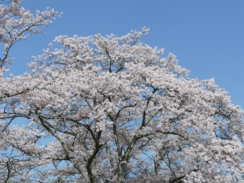 春9(春の花3)