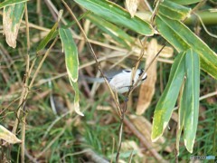 かくれんぼですか(エナガ)