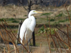 里山の冬鳥たち
