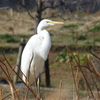 里山の冬鳥たち