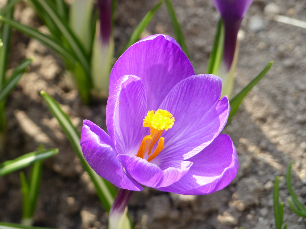 2023春の花1(クロッカス)