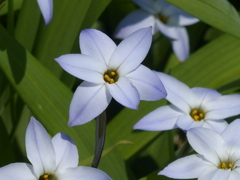 春の花