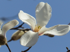 春の花2(コブシ)