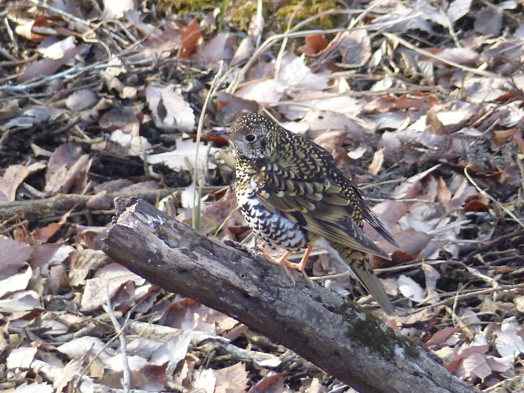 冬の里山で17(トラツグミ)