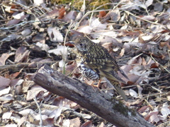 冬の里山で17(トラツグミ)