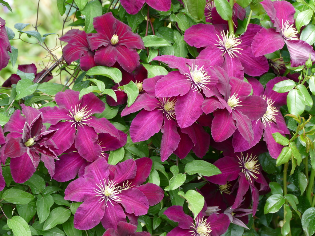 春の花(クレマチス)