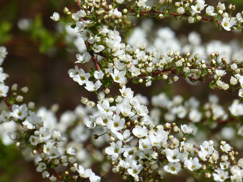 春の花