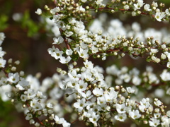 春の花