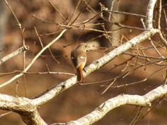 美人さん(ジョウビタキ）