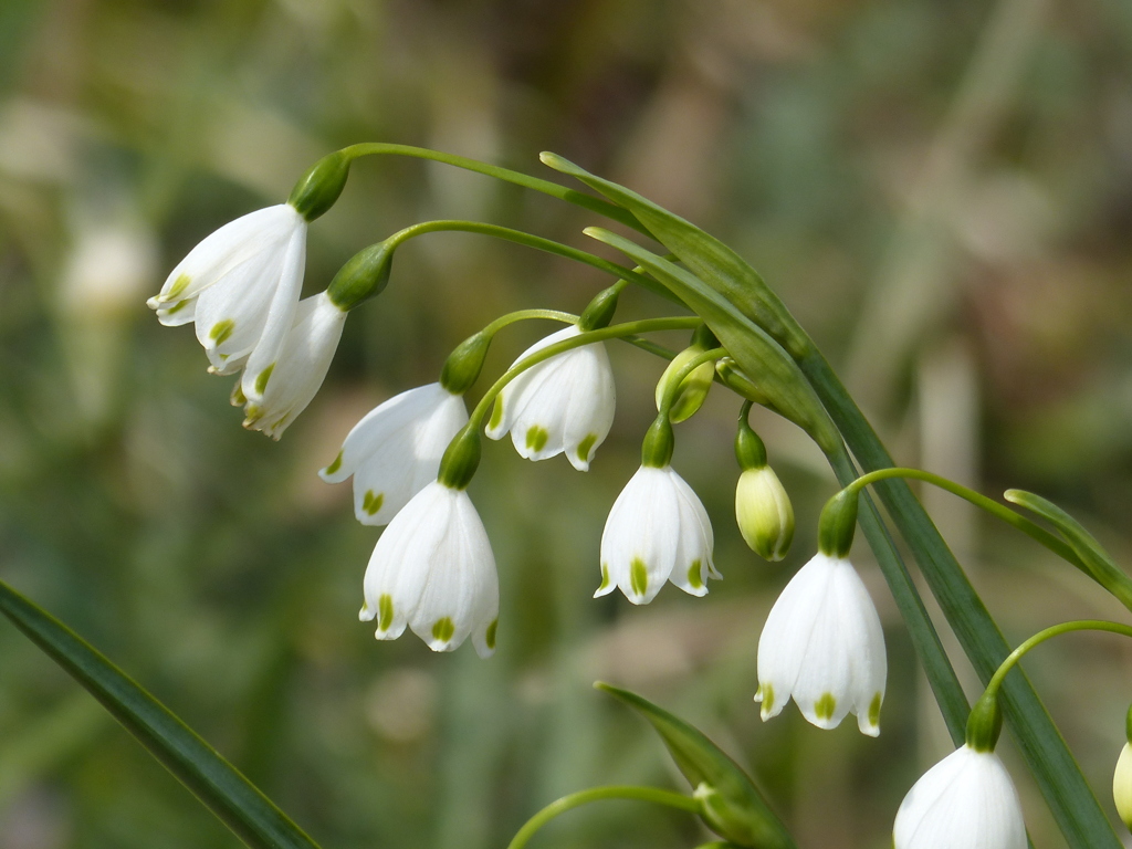 スノードロップ